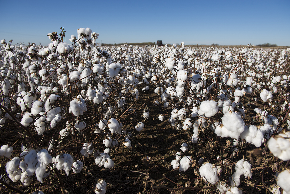 Companies like Bayer work to develop seeds that can withstand the changing environmental factors and while still yielding enough lent for the farmer to make a profit. A Bayer test field like this will have thousands of varieties that data will be collected from.